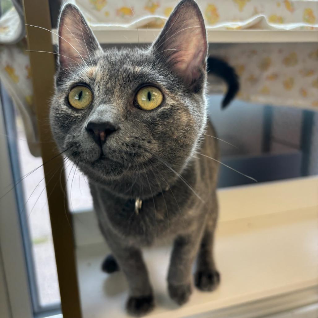 Enlarge Superstar, a Adoptable Domestic Short Hair in Hopewell, VA image 3/6