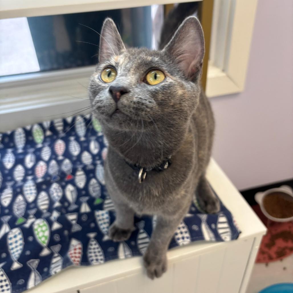 Enlarge Superstar, a Adoptable Domestic Short Hair in Hopewell, VA image 4/6