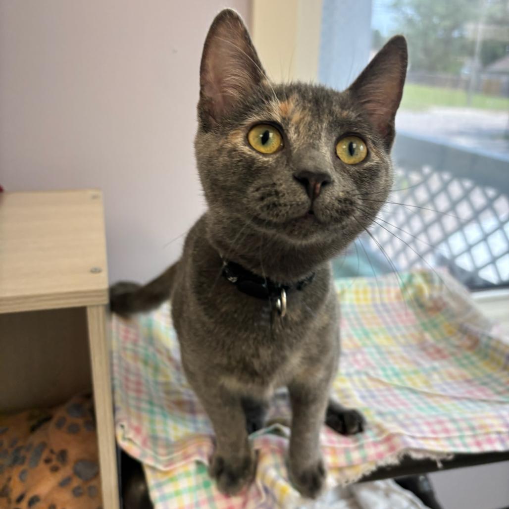 Enlarge Superstar, a Adoptable Domestic Short Hair in Hopewell, VA image 5/6