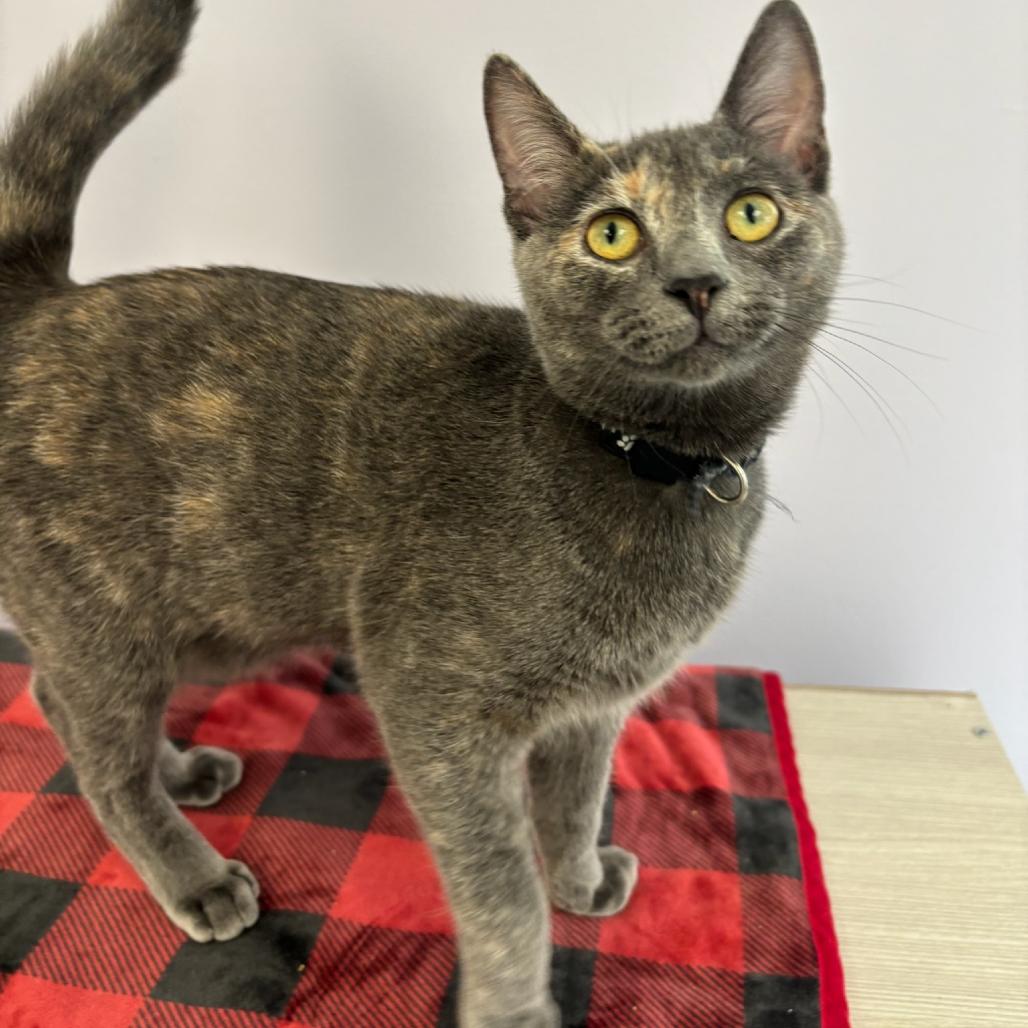 Enlarge Superstar, a Adoptable Domestic Short Hair in Hopewell, VA image 6/6