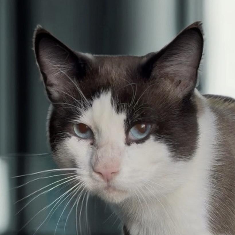 Enlarge Simon, a ADOPTABLE Siamese in Santa Ana, CA image 1/5