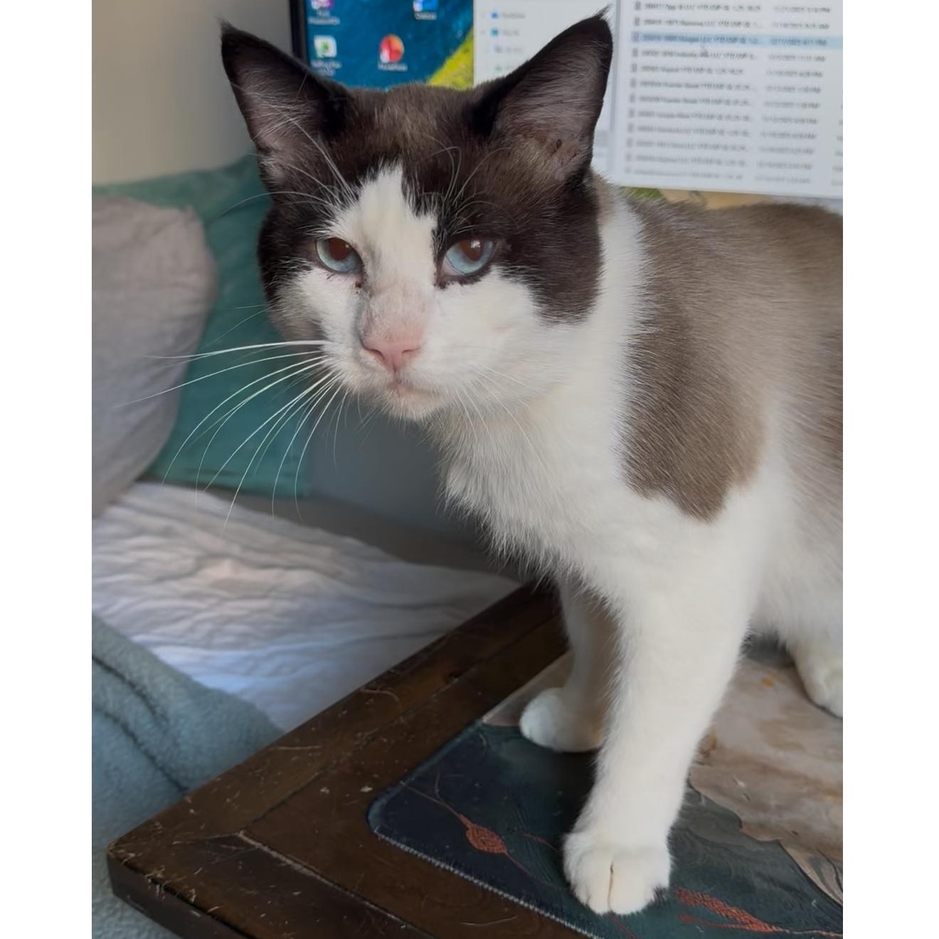 Enlarge Simon, a ADOPTABLE Siamese in Santa Ana, CA image 3/5