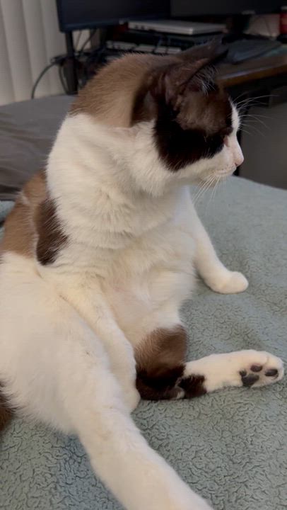 Enlarge Simon, a ADOPTABLE Siamese in Santa Ana, CA video 2/5