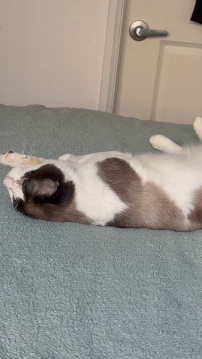 Enlarge Simon, a ADOPTABLE Siamese in Santa Ana, CA video 4/5
