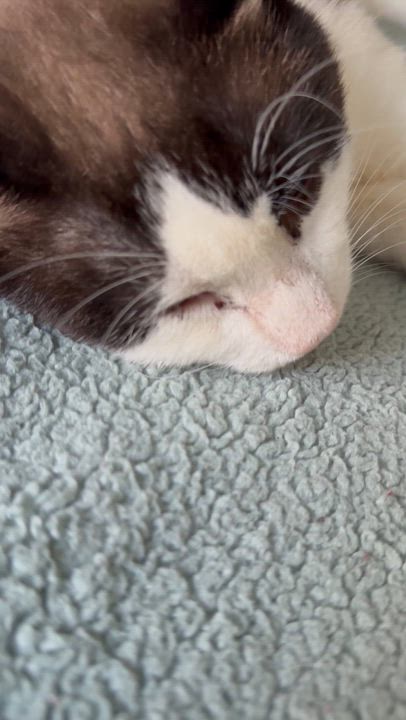 Enlarge Simon, a ADOPTABLE Siamese in Santa Ana, CA video 5/5