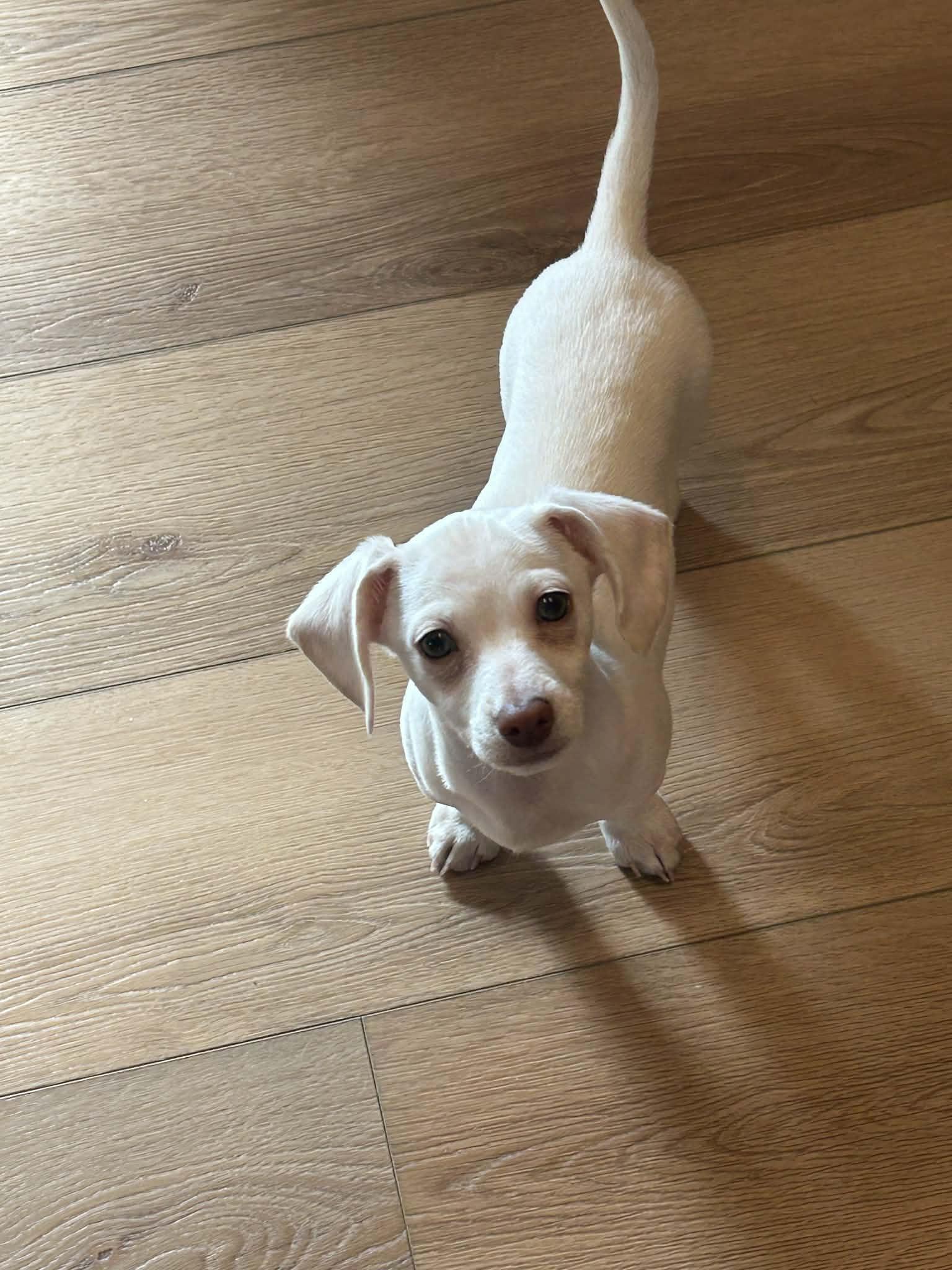 Enlarge Pinto, a ADOPTABLE mixed breed in Didsbury, AB image 2/4