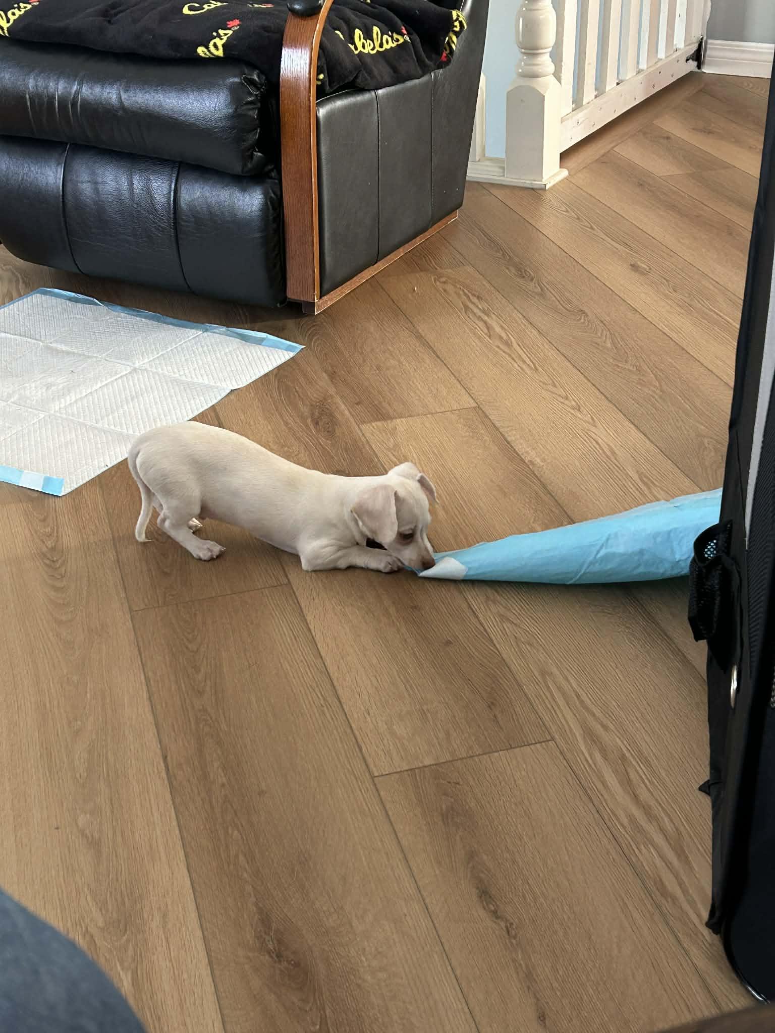 Enlarge Pinto, a ADOPTABLE mixed breed in Didsbury, AB image 4/4