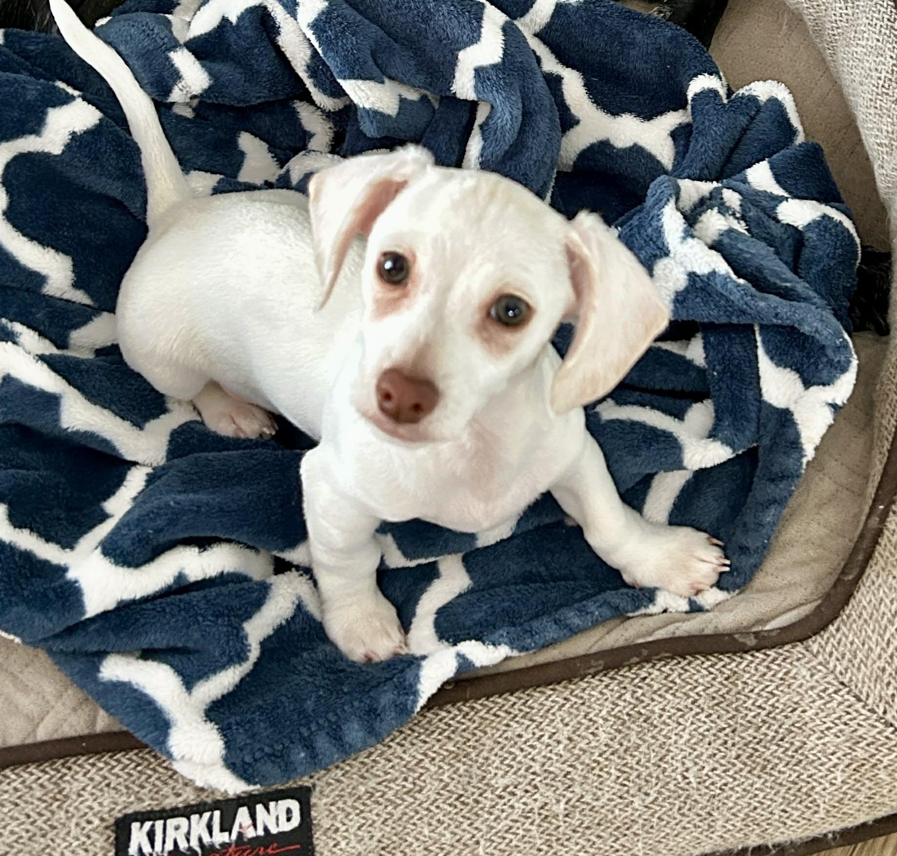 Pinto, ADOPTABLE, Puppy Male Dachshund & Chihuahua.