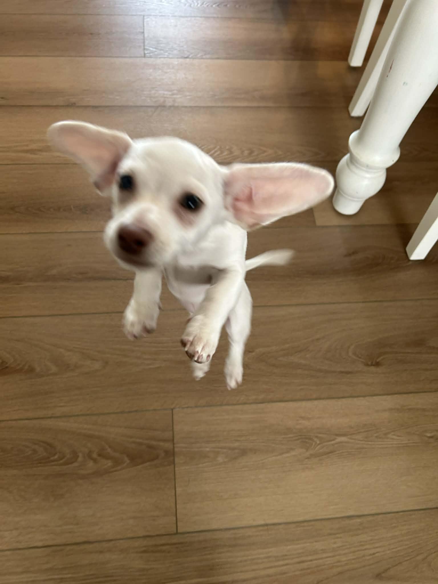 Enlarge Pinto, a ADOPTABLE mixed breed in Didsbury, AB image 3/4