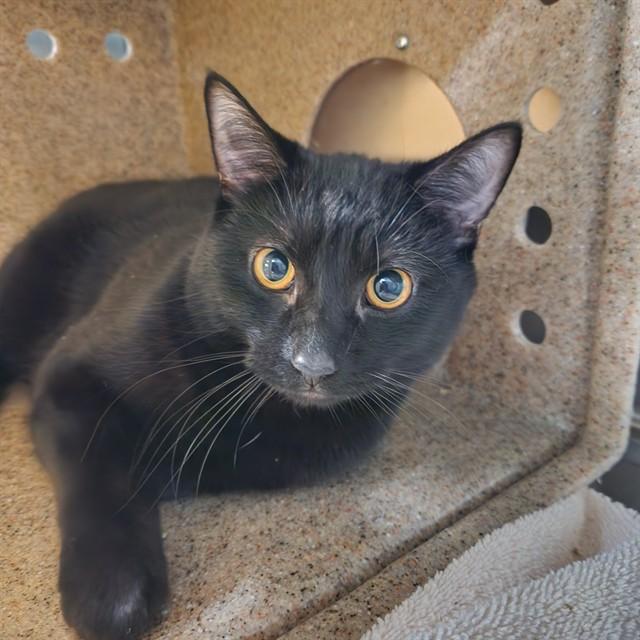 PIXEL, Adoptable, Young Male Domestic Short Hair.