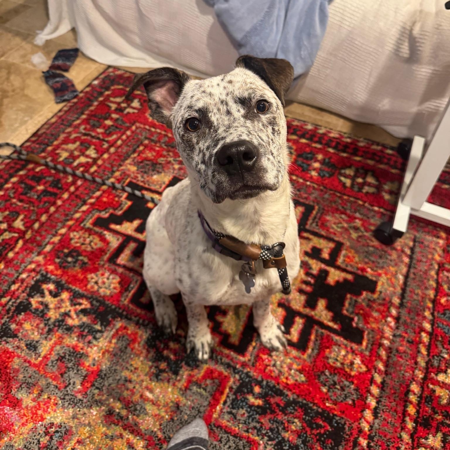 Enlarge Raleigh, a ADOPTABLE mixed breed in Plano, TX image 2/4