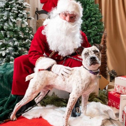 Enlarge Raleigh, a ADOPTABLE mixed breed in Plano, TX image 4/4