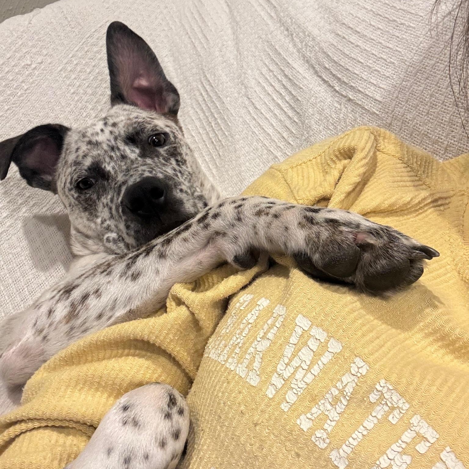 Raleigh, ADOPTABLE, Young Male Australian Cattle Dog / Blue Heeler.