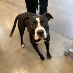 Enlarge Cassette, a Adoptable Bull Terrier in York, PA image 3/6