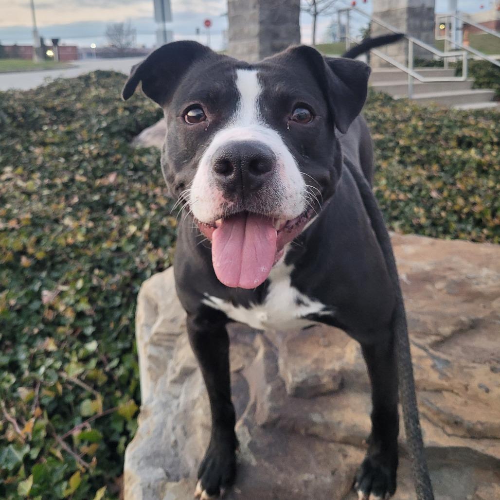 Enlarge Cassette, a Adoptable Bull Terrier in York, PA image 4/6