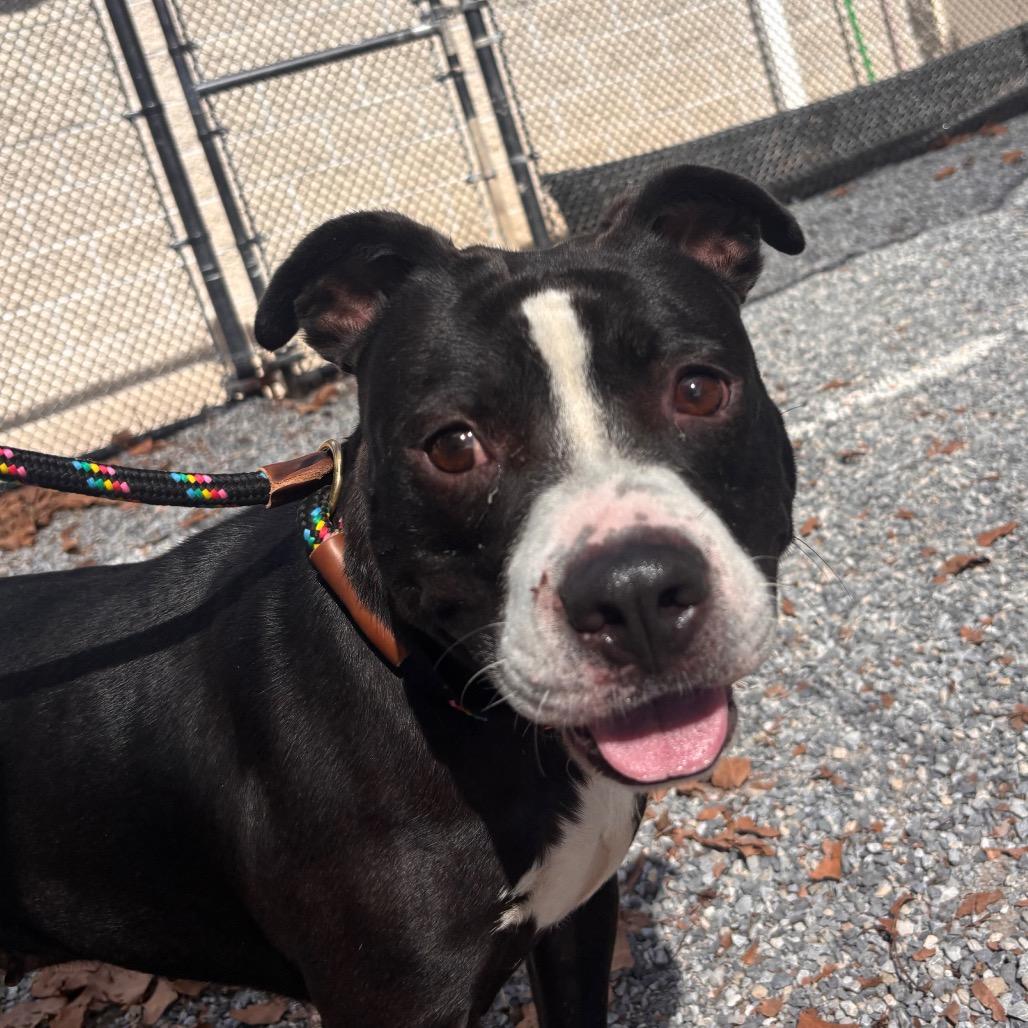 Enlarge Cassette, a Adoptable Bull Terrier in York, PA image 5/6