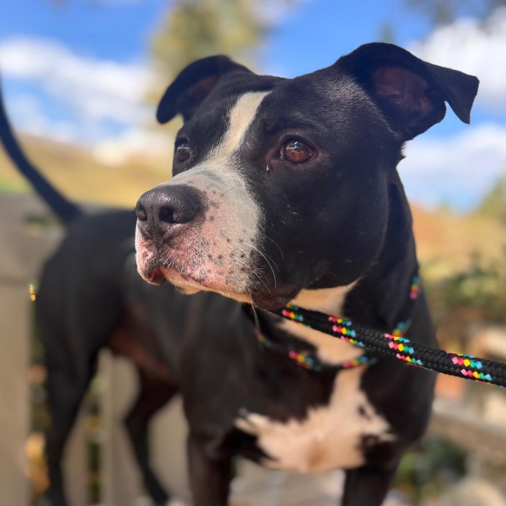 Enlarge Cassette, a Adoptable Bull Terrier in York, PA image 6/6
