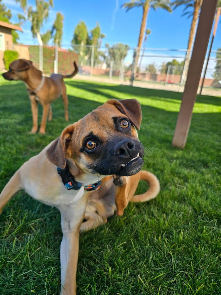 Naveen, a Adoptable mixed breed in Coachella, CA image 1/6