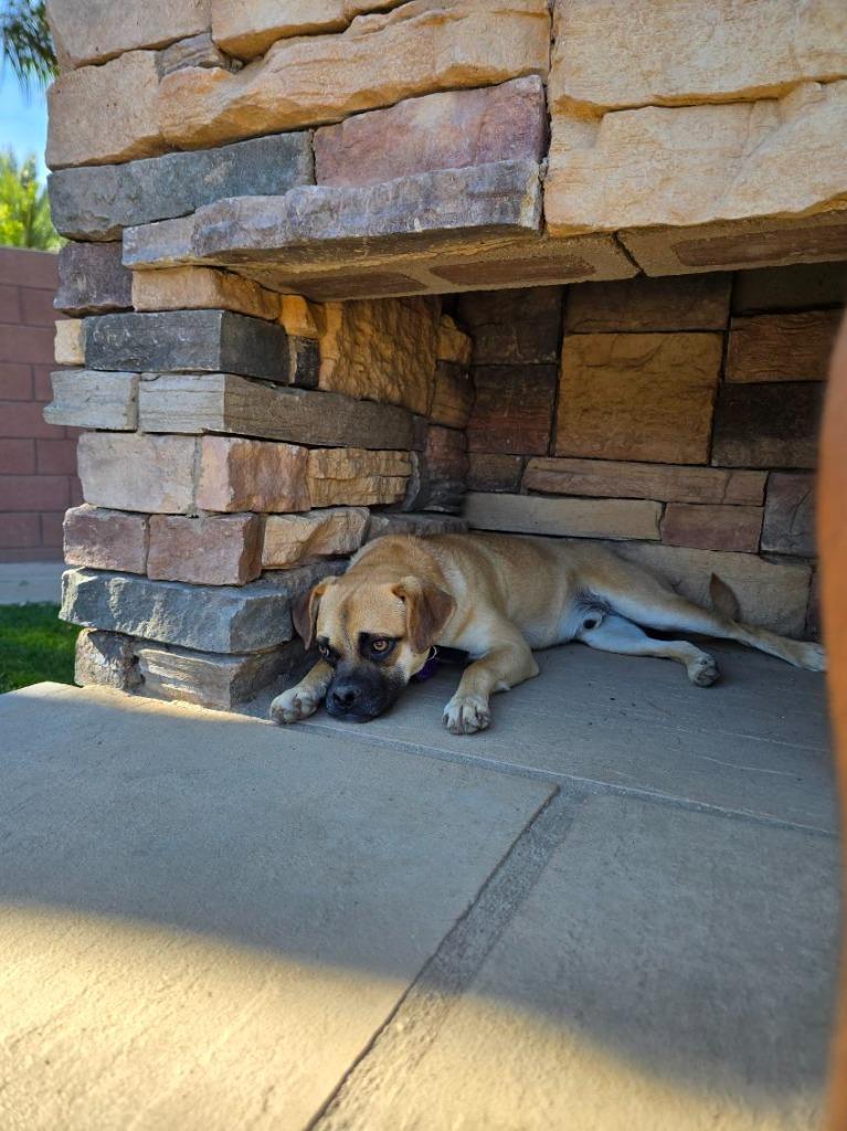 Naveen, a Adoptable mixed breed in Coachella, CA image 2/6