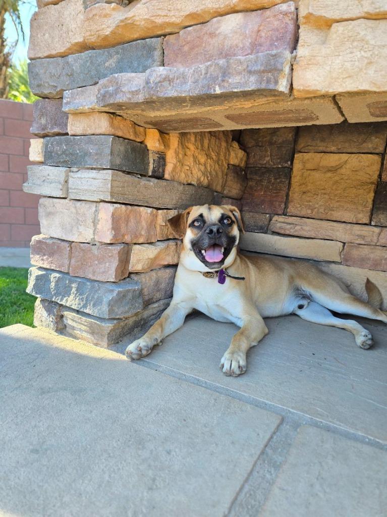 Naveen, a Adoptable mixed breed in Coachella, CA image 3/6