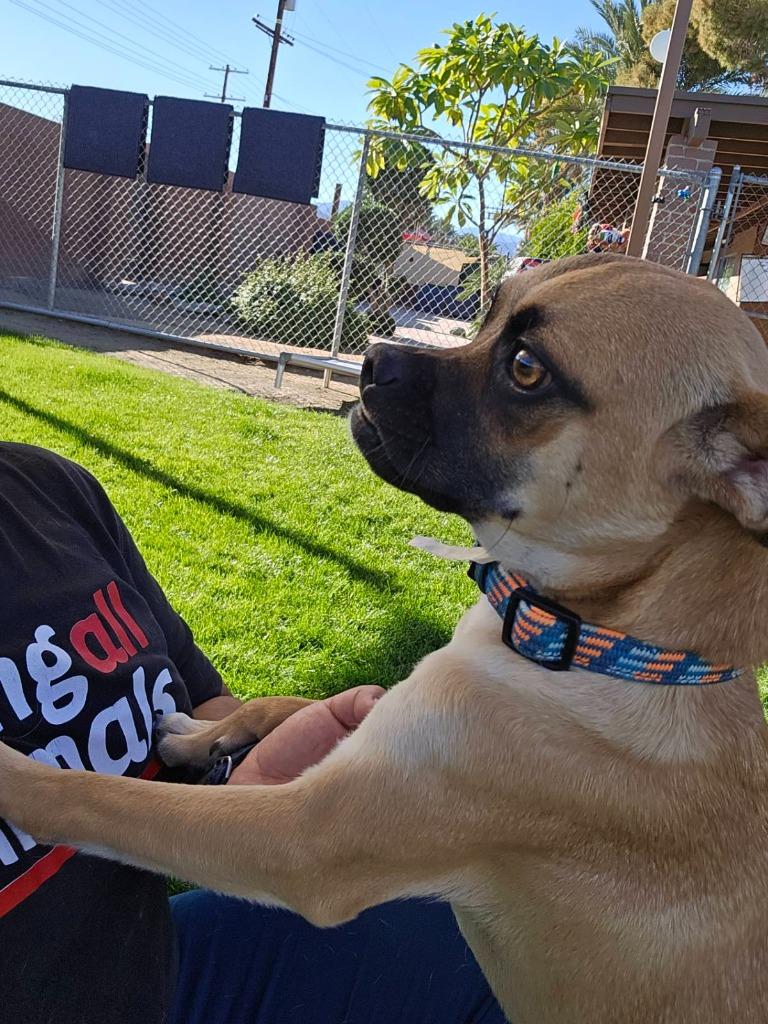 Naveen, a Adoptable mixed breed in Coachella, CA image 4/6