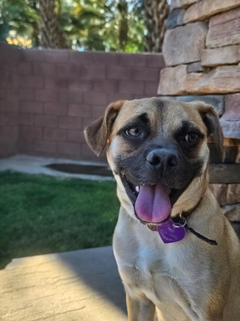 Naveen, a Adoptable mixed breed in Coachella, CA image 5/6