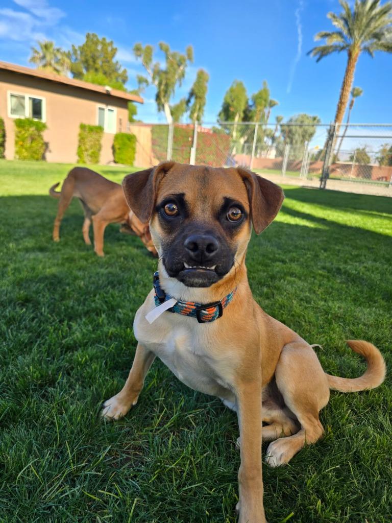 Naveen, a Adoptable mixed breed in Coachella, CA image 6/6