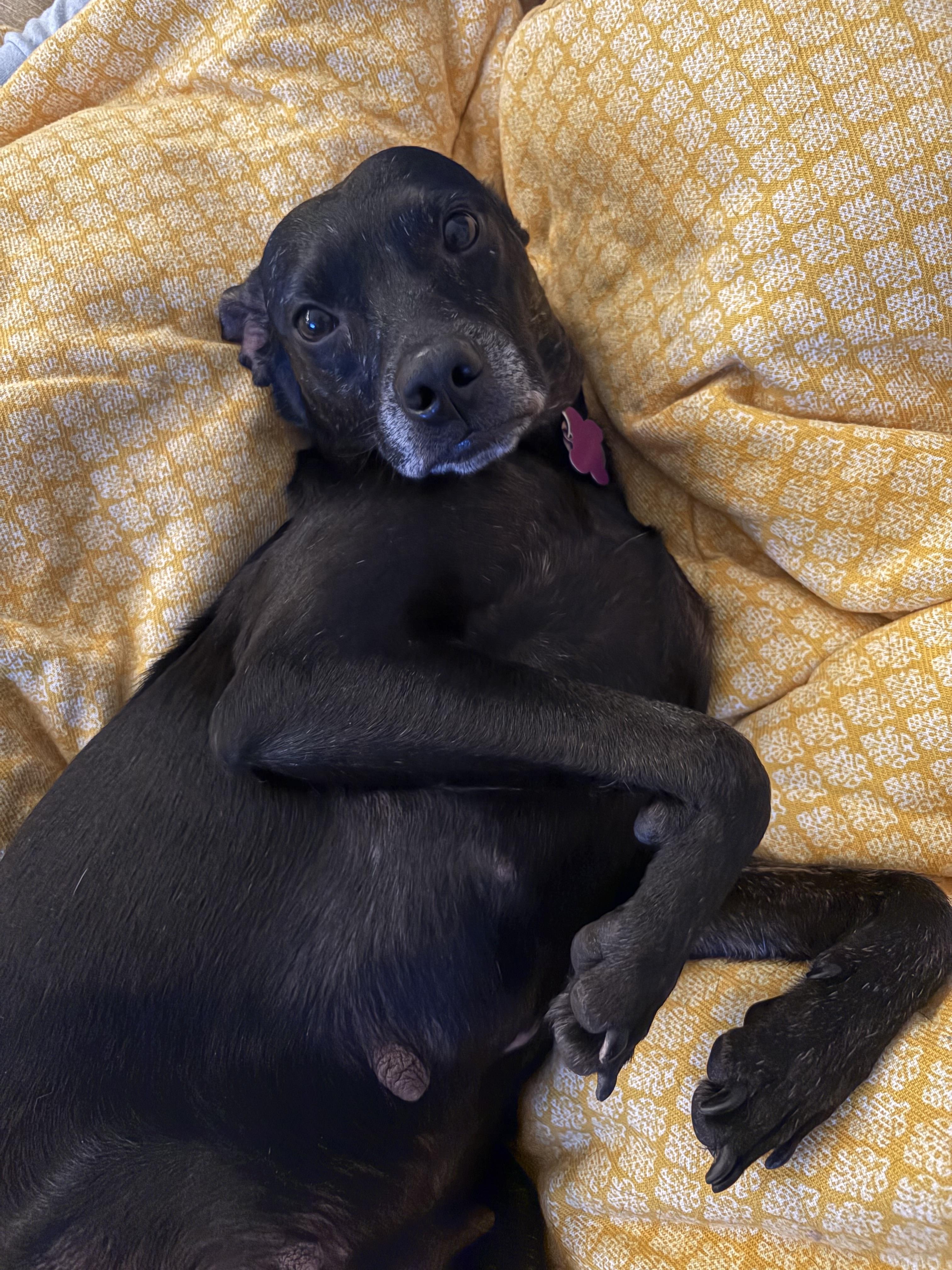 Enlarge Kimberly, a Adoptable mixed breed in Cumming, GA image 3/5