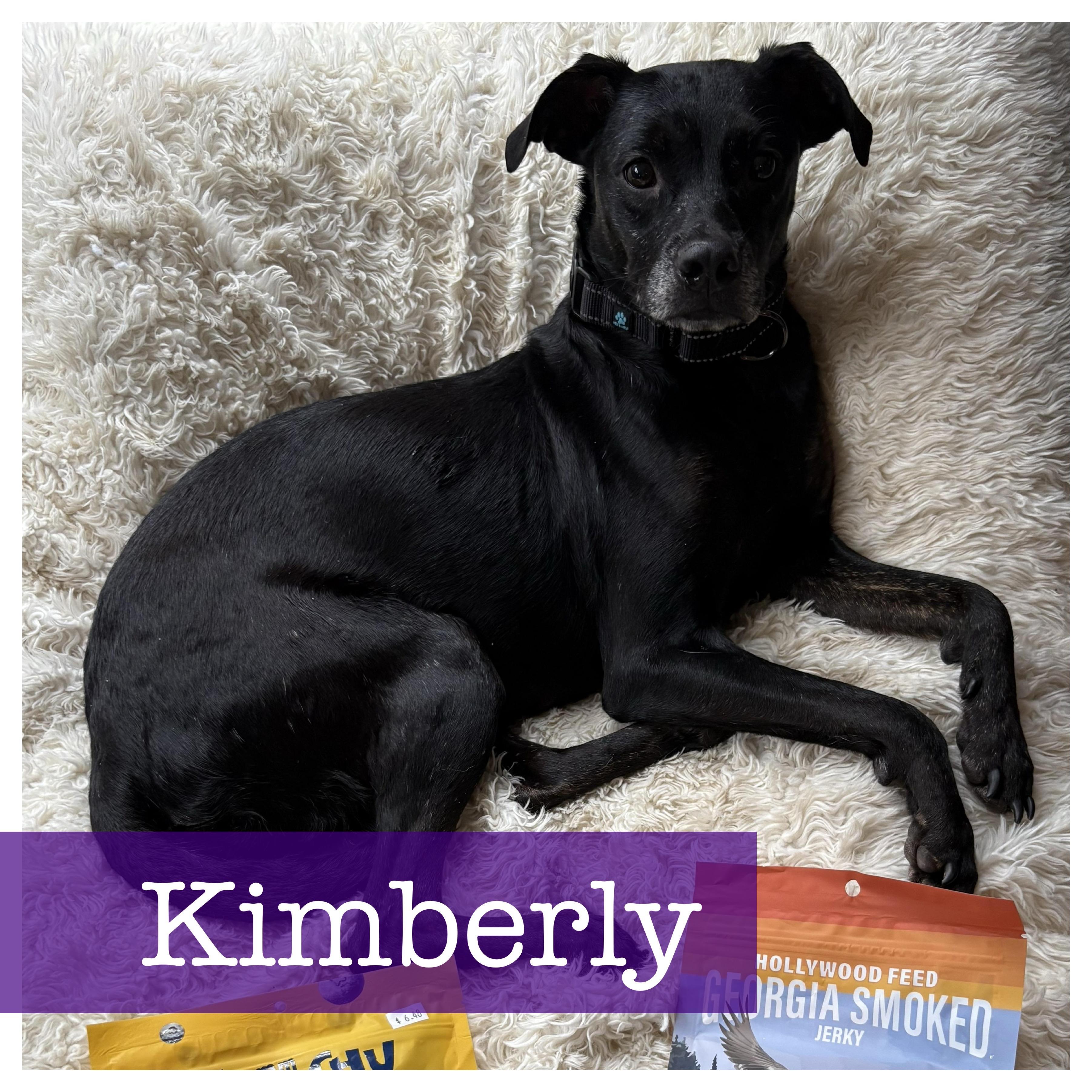 Kimberly, Adoptable, Adult Female Black Labrador Retriever & Terrier.