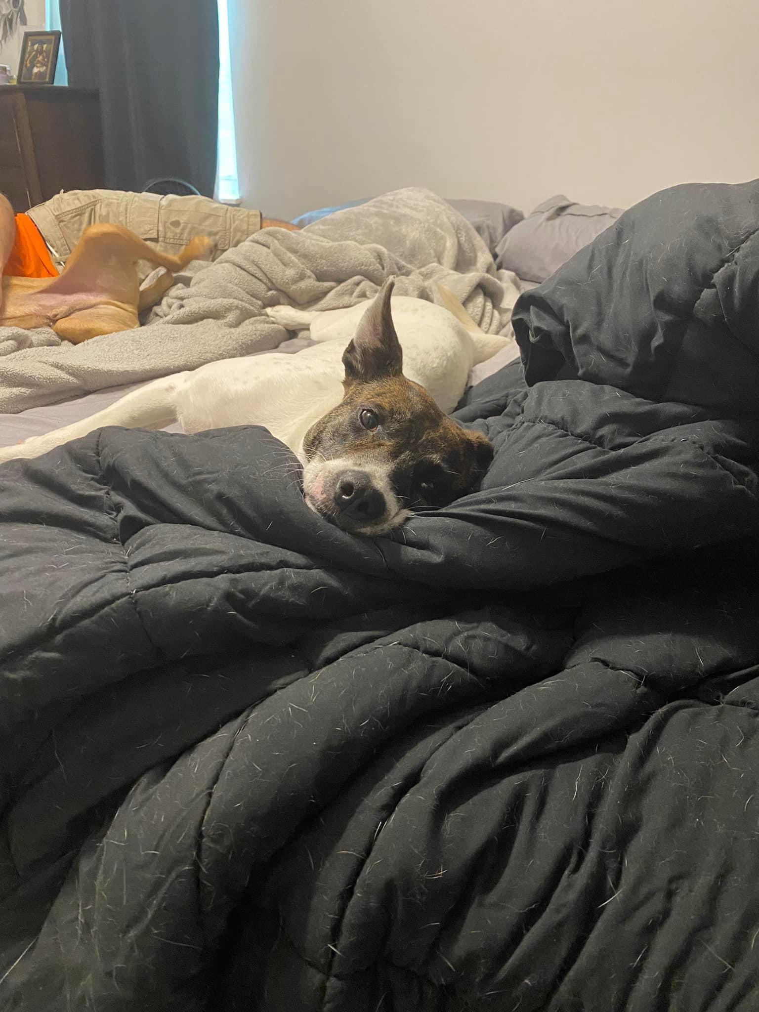 Enlarge Tabbs, a Adopted mixed breed in Oak Ridge, TN image 3/6