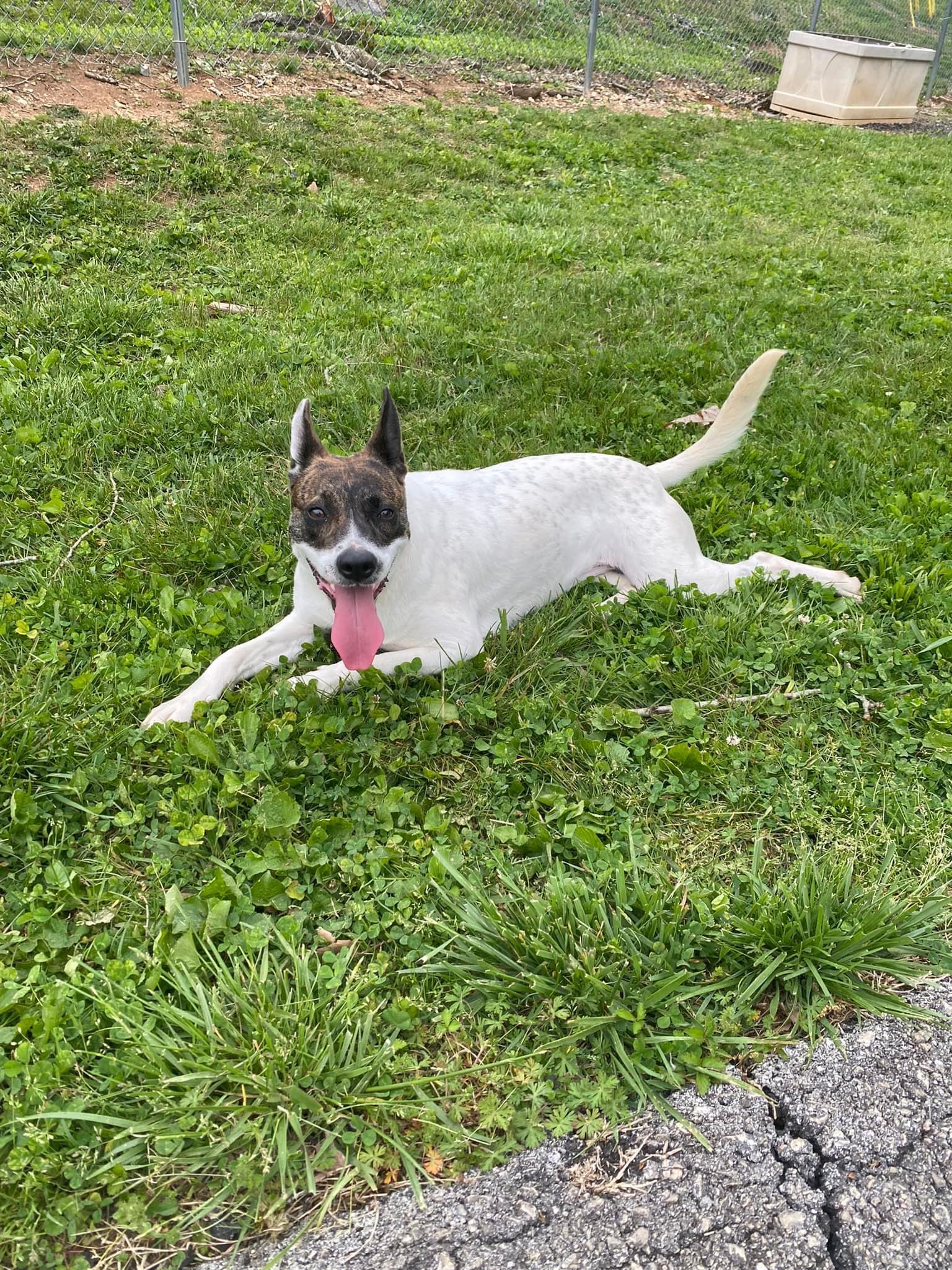Tabbs, a Adopted mixed breed in Oak Ridge, TN image 3/5