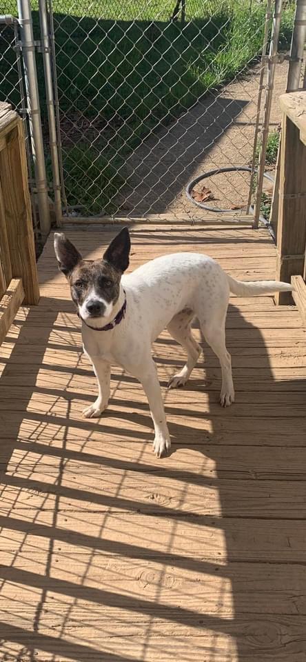 Enlarge Tabbs, a Adopted mixed breed in Oak Ridge, TN image 5/6