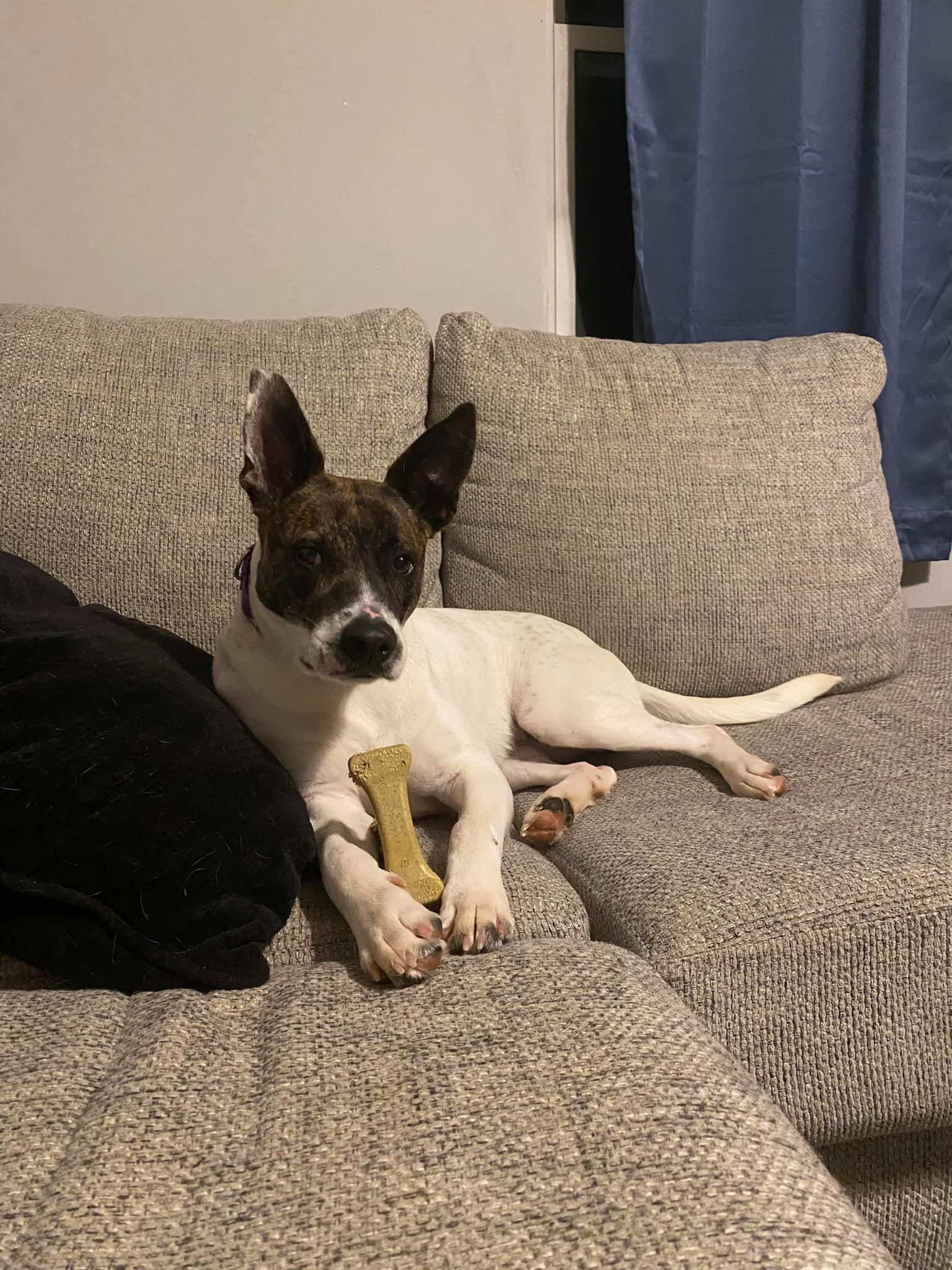 Enlarge Tabbs, a Adopted mixed breed in Oak Ridge, TN image 5/6