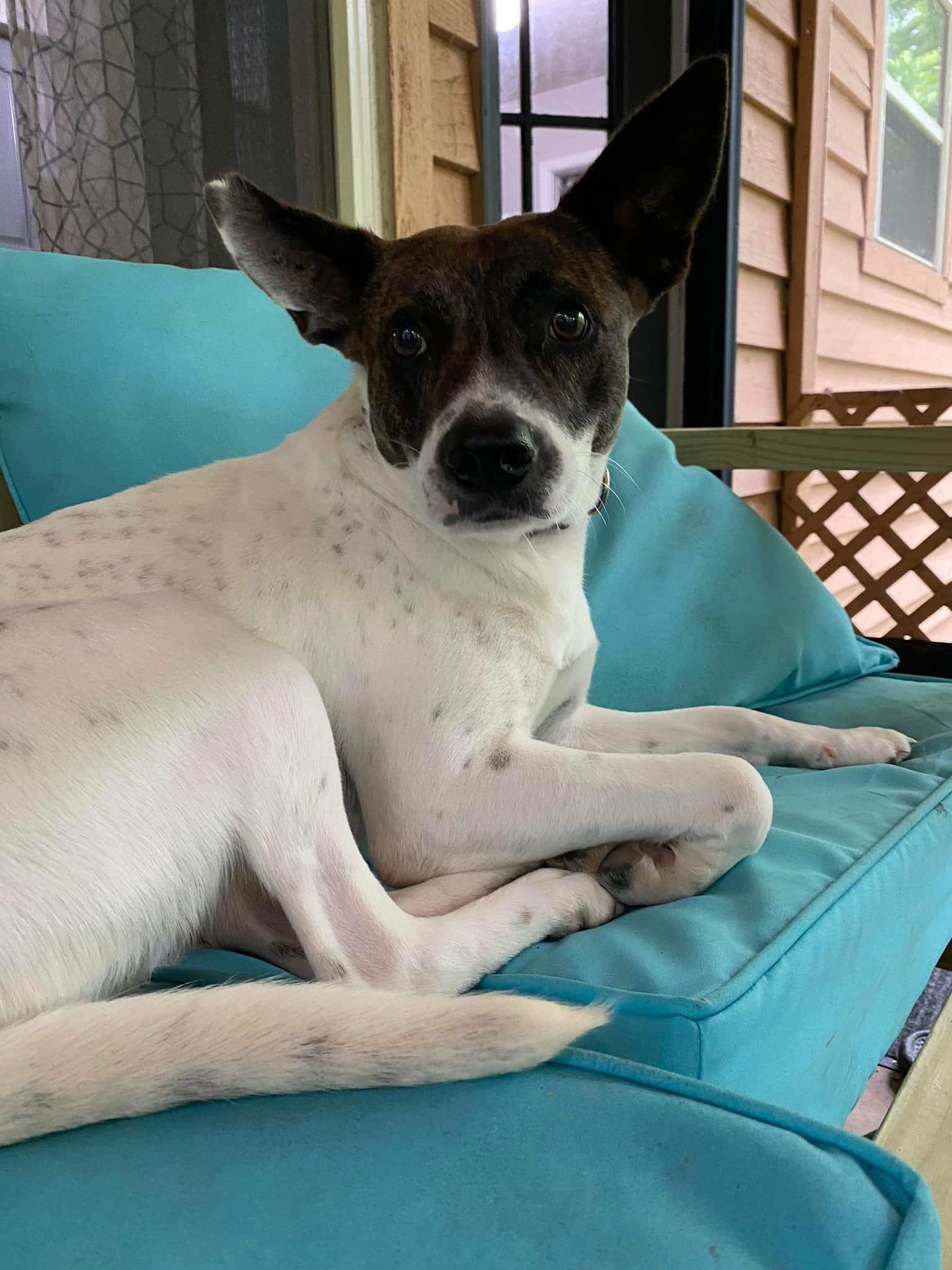 Enlarge Tabbs, a Adopted mixed breed in Oak Ridge, TN image 6/6