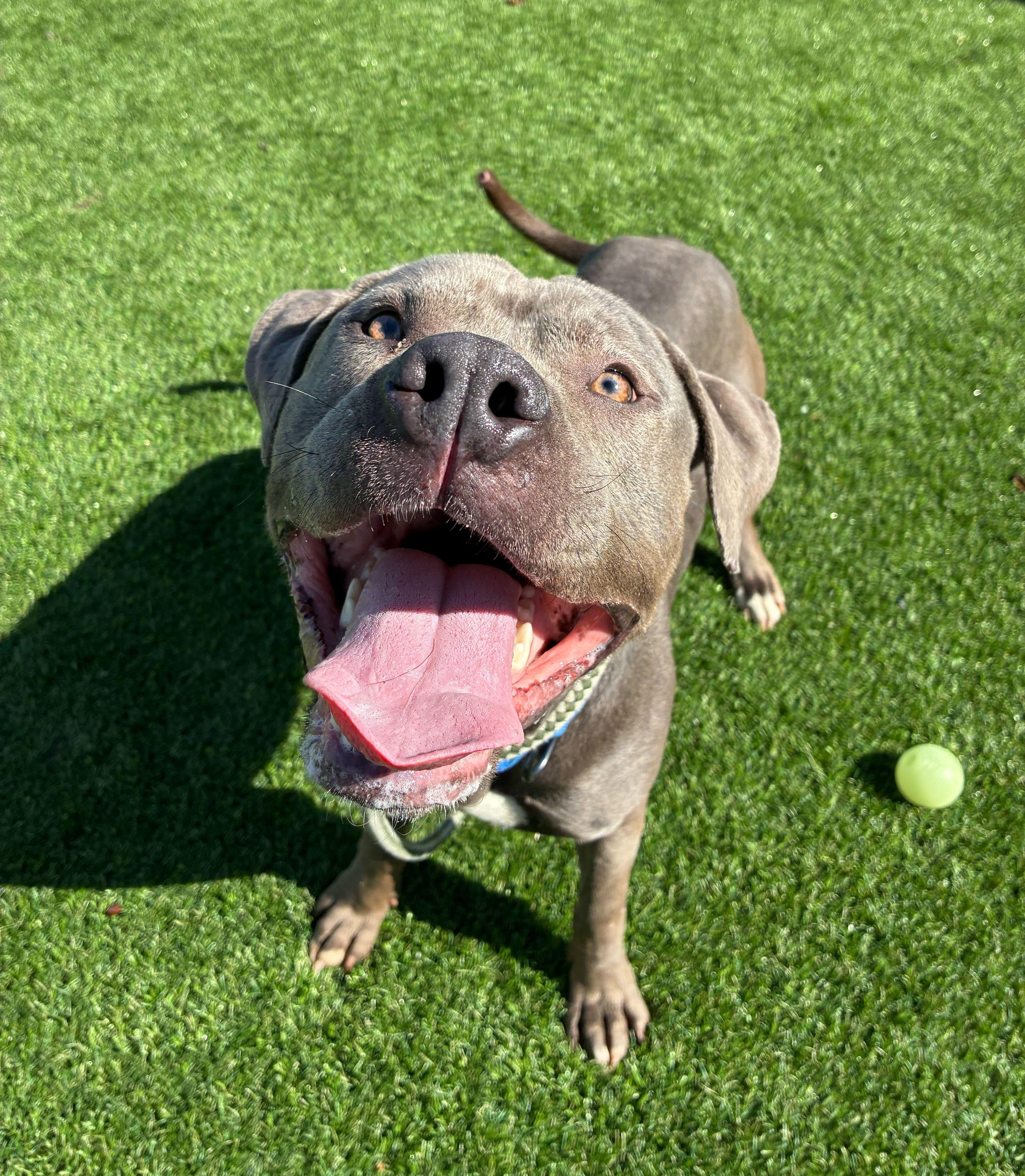 Enlarge Damson, a ADOPTABLE mixed breed in Queenstown, MD image 2/4