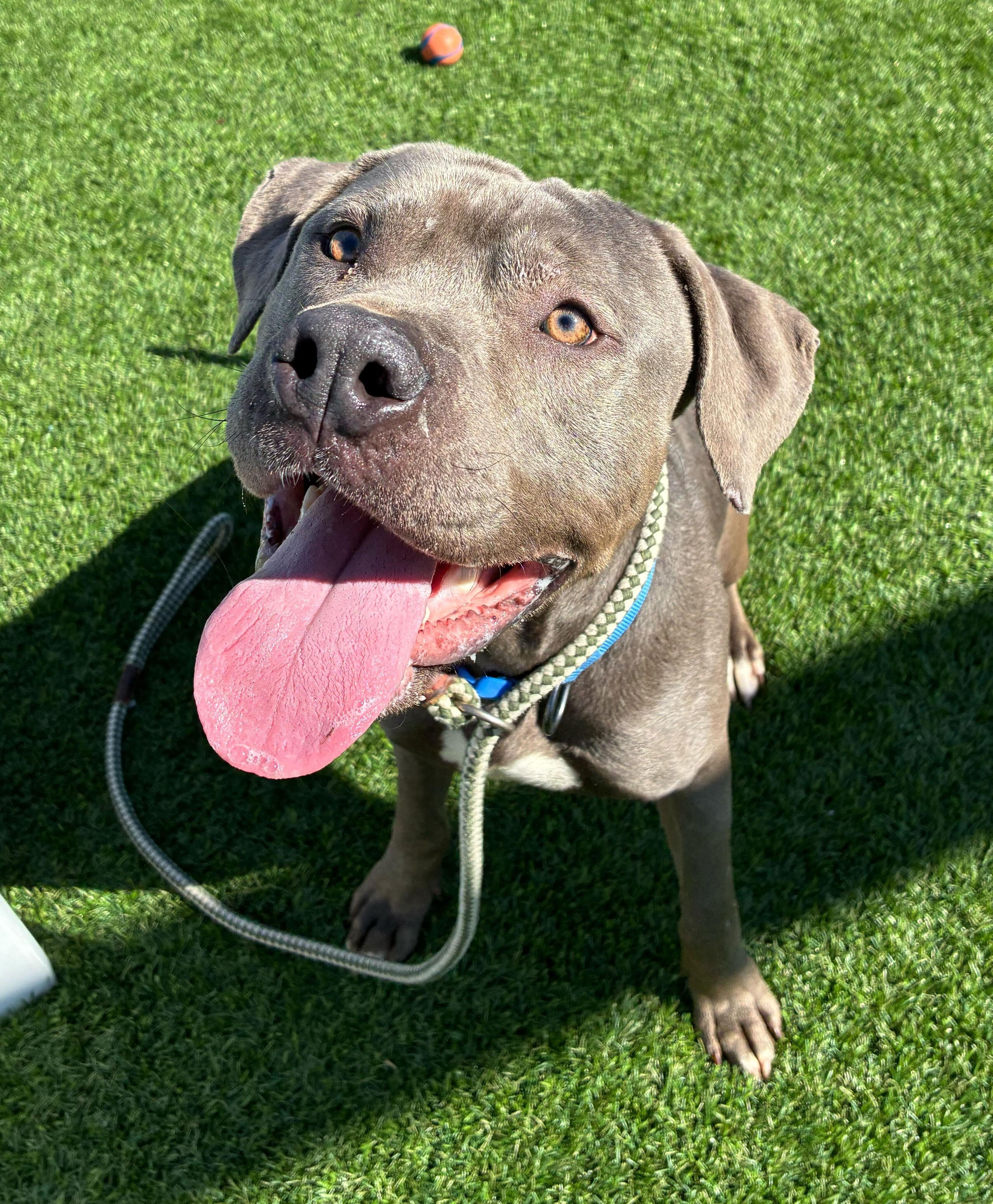 Enlarge Damson, a ADOPTABLE mixed breed in Queenstown, MD image 1/4