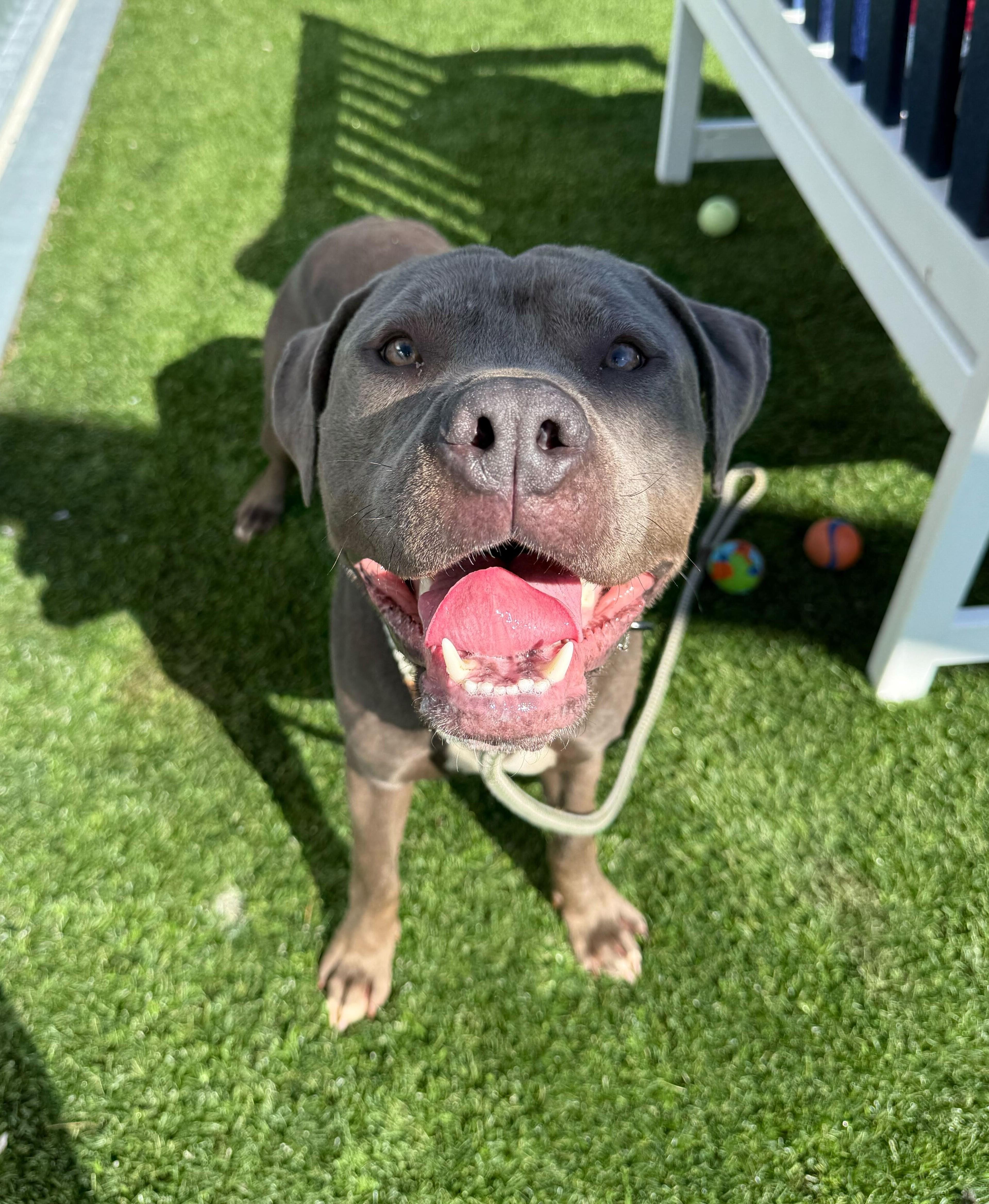 Enlarge Damson, a ADOPTABLE mixed breed in Queenstown, MD image 4/4