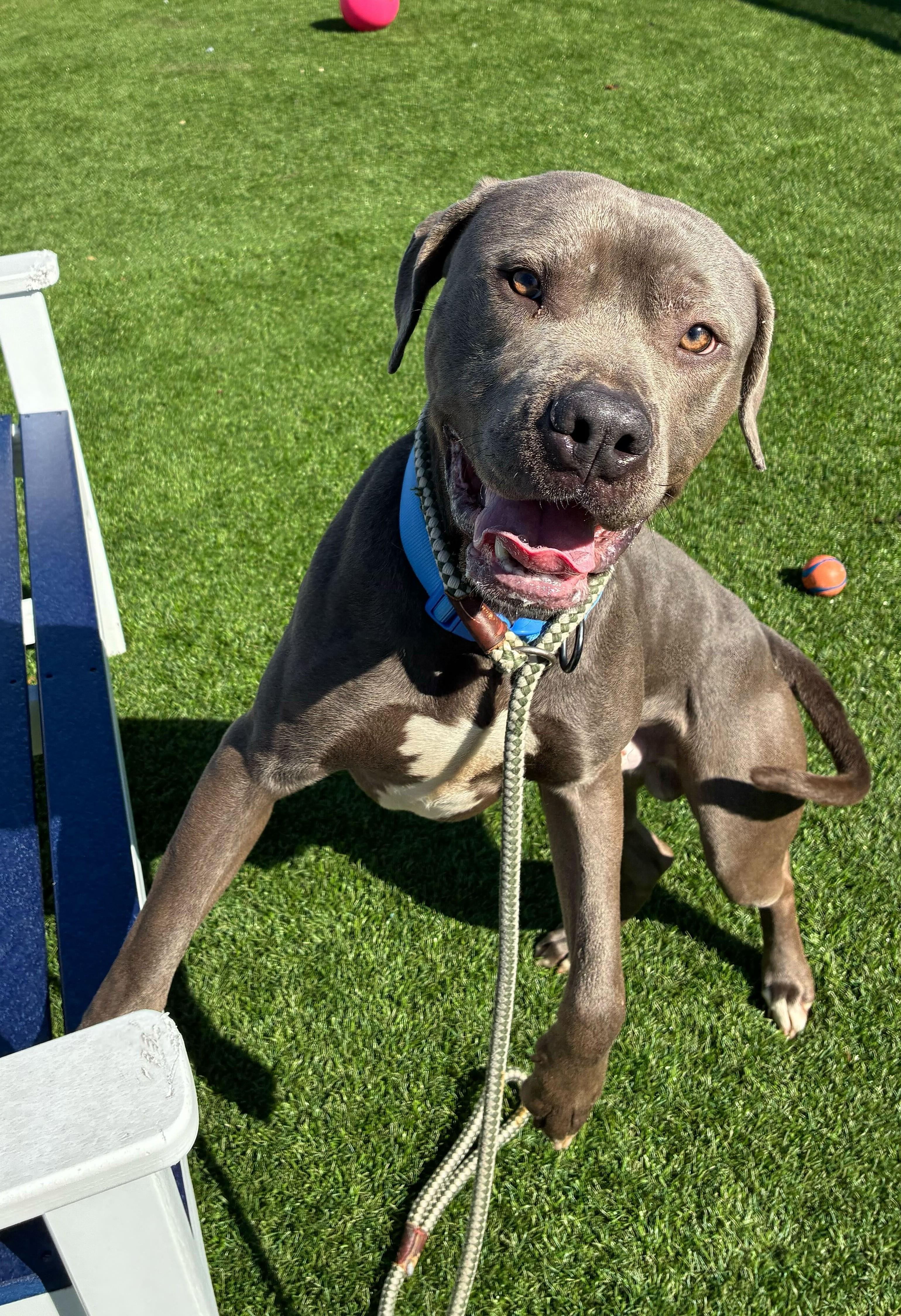 Enlarge Damson, a ADOPTABLE mixed breed in Queenstown, MD image 3/4