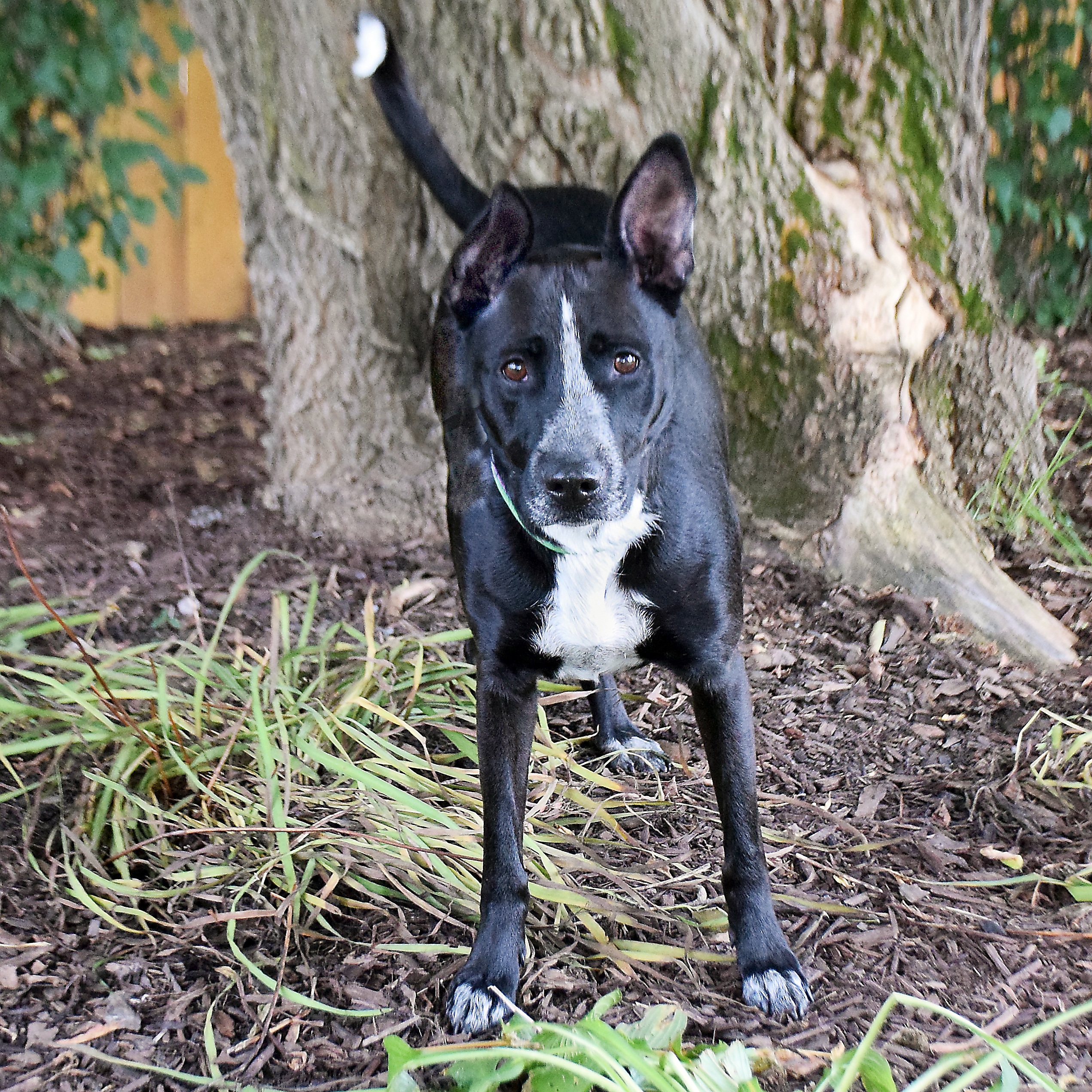 Roxi photo 2