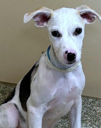 Chen, Adoptable, Puppy Male Mixed Breed & Mixed Breed.