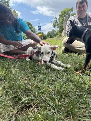 Chen, a Adoptable mixed breed in Washington, DC image 2/3