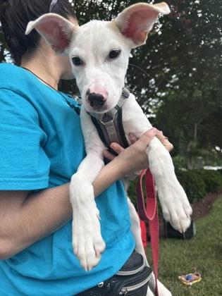 Chen, a Adoptable mixed breed in Washington, DC image 3/3