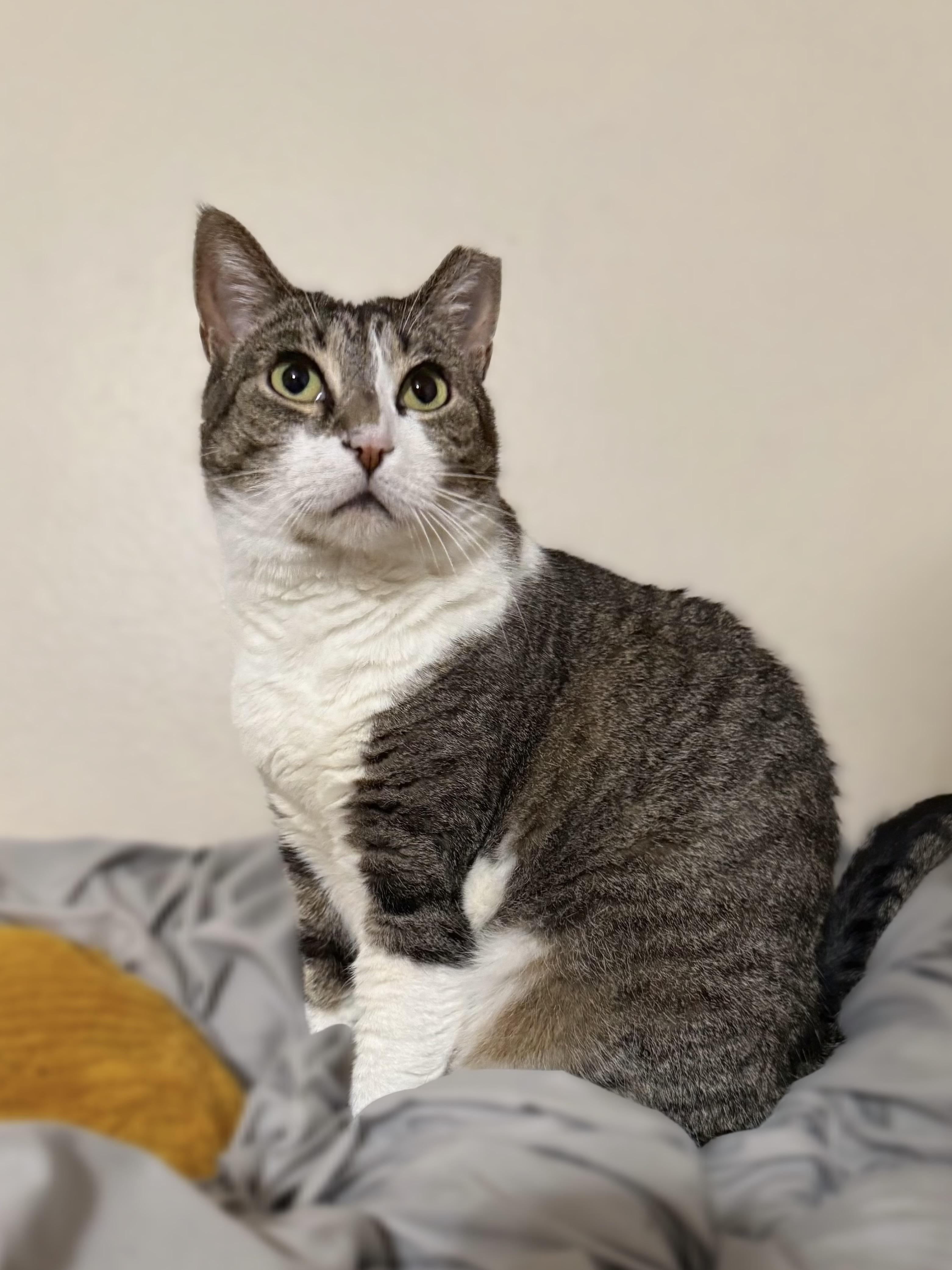 Enlarge Gouda, a Adoptable Domestic Short Hair in Bellevue, WA image 2/5