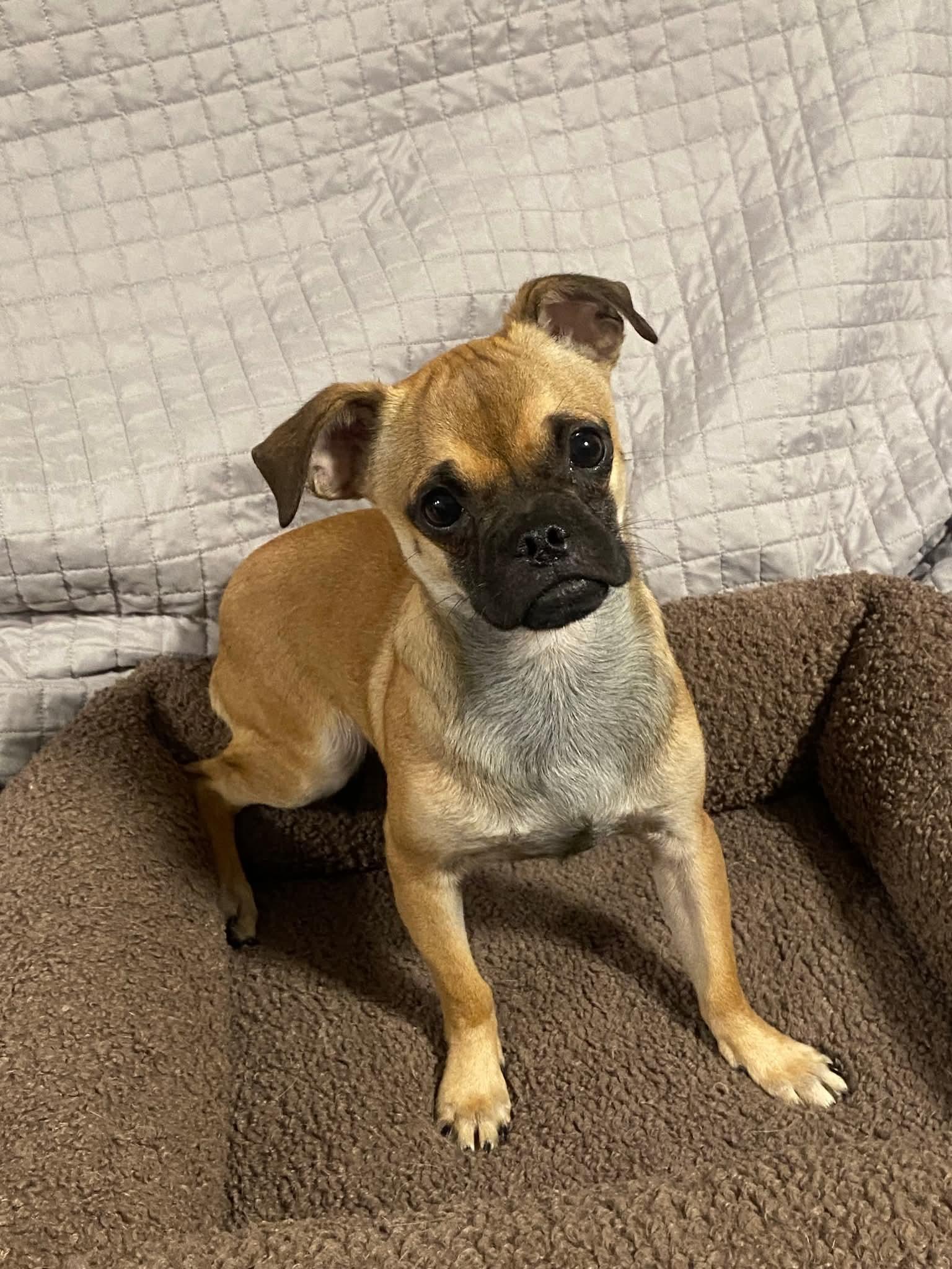 Enlarge Squiggy, a Adoptable Chug in Oakland, CA image 1/4