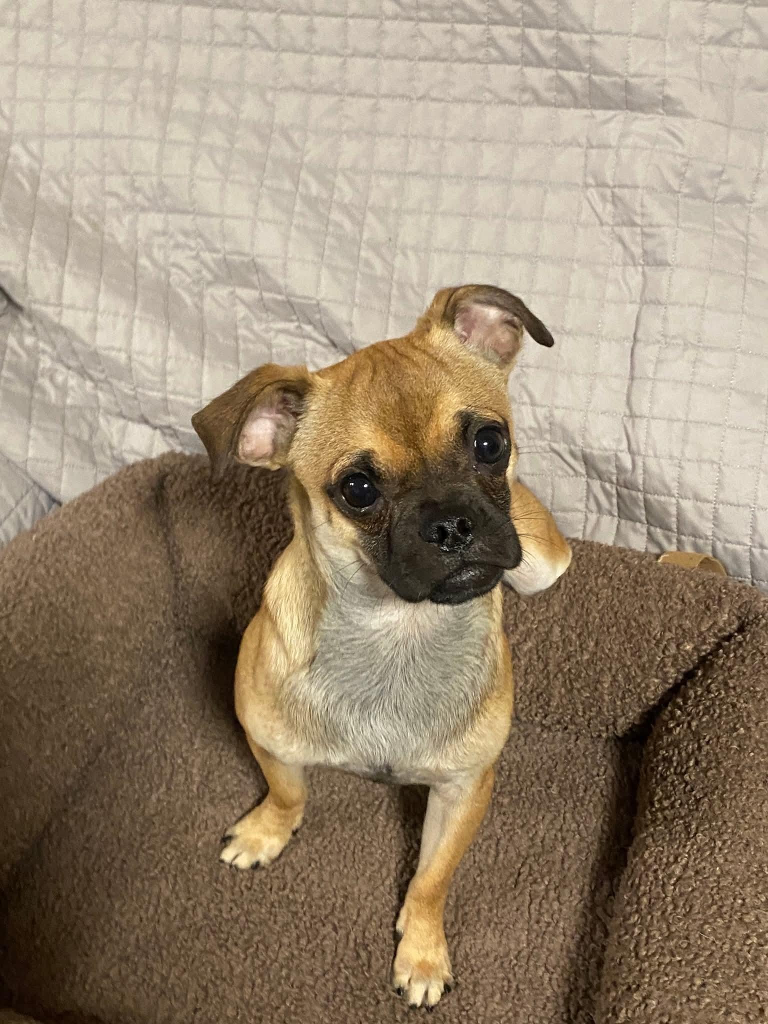 Enlarge Squiggy, a Adoptable Chug in Oakland, CA image 2/4