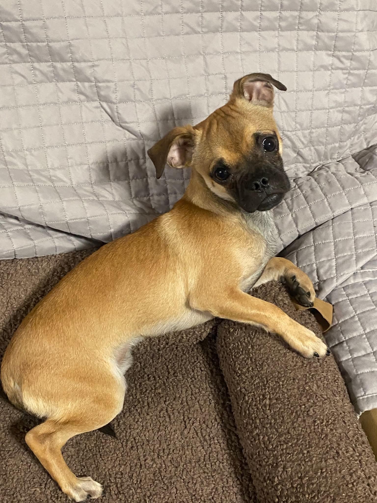 Enlarge Squiggy, a Adoptable Chug in Oakland, CA image 3/4