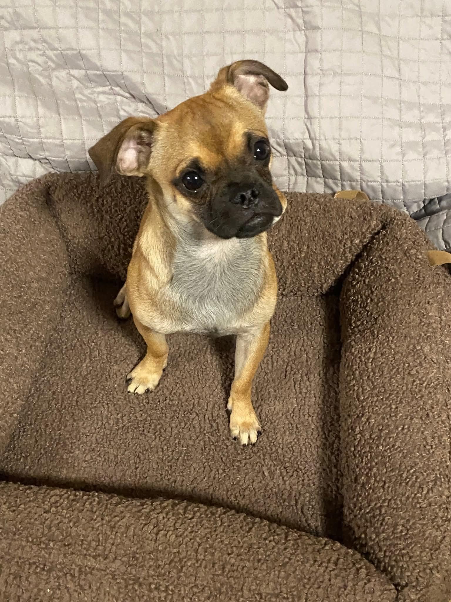 Enlarge Squiggy, a Adoptable Chug in Oakland, CA image 4/4