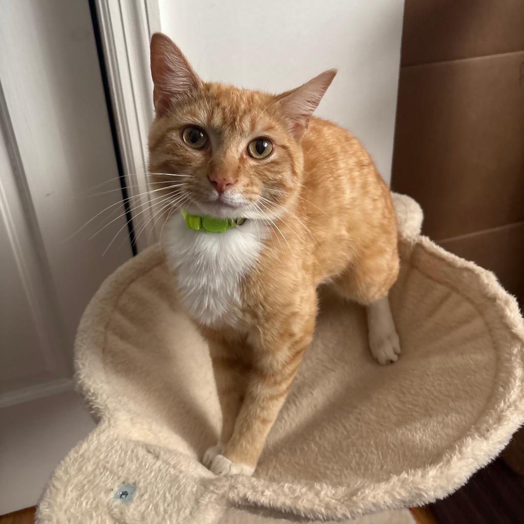 Loyd, Adoptable, Young Male Domestic Short Hair.