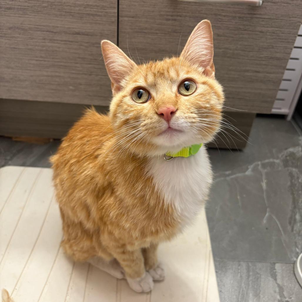 Loyd, a Adoptable Domestic Short Hair in Staten Island, NY image 2/3