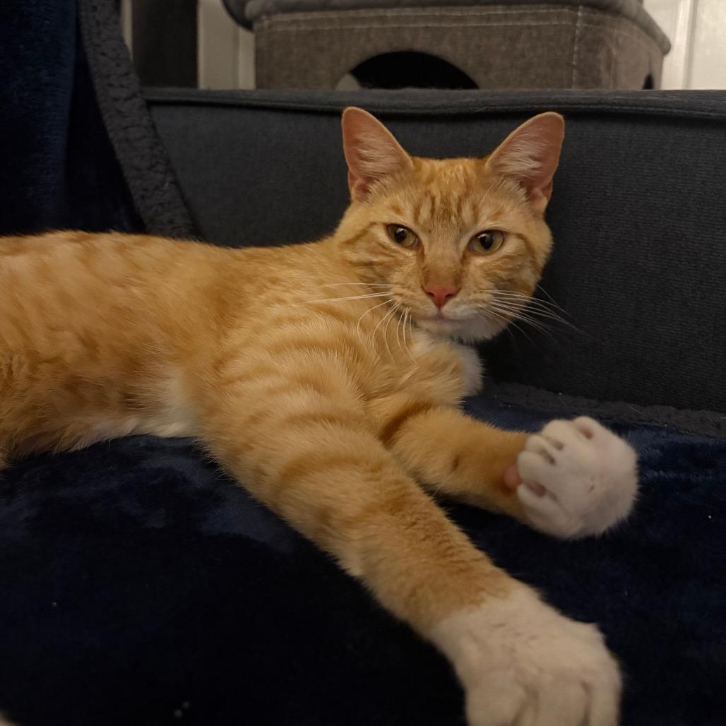 Loyd, a Adoptable Domestic Short Hair in Staten Island, NY image 3/3